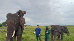 Melihat Perawatan Gajah Sumatera di Pusat Konservasi Padang Sugihan