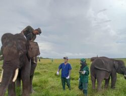 Melihat Perawatan Gajah Sumatera di Pusat Konservasi Padang Sugihan